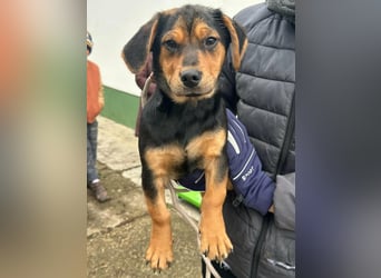 Chris, geboren 26.10.2025, 30cm sucht DICH!