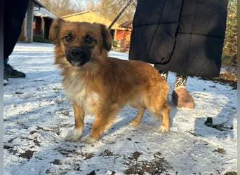 Leo, geboren 12.05.2023, 31cm sucht sein Glück