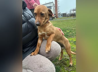 Bubu, geboren 10.05.2025, 35cm sucht Familienanschluss