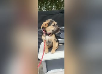 Evita, geboren 19.10.2025, 32cm sucht ihr Glück