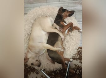 Baba, geb. 05.2023, 38cm sucht Menschen mit Herz