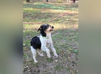 Arda, geboren 01.08.2015, 32cm sucht ihr Zuhause