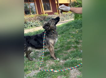 Nina, geb. 04.2025, 33cm sucht ihr Zuhause