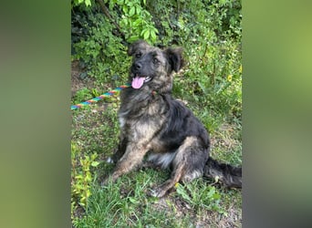Nina, geb. 04.2025, 33cm sucht ihr Zuhause