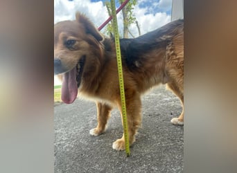 Forrest, geb. 01.2020, 42cm sucht seine Chance