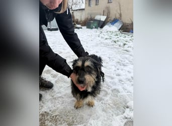 Grizzly, geboren 2021, 32cm sucht seine Menschen