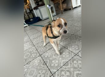 Mandy, geboren 05.11.2025, 35cm sucht ihr Glück