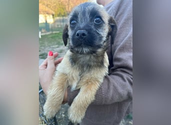 Mia, geboren 01.12.2025, 24cm sucht ihr für immer Zuhause