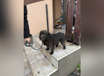 Neomi, geboren 01.06.2021, 32cm sucht ihr Glück