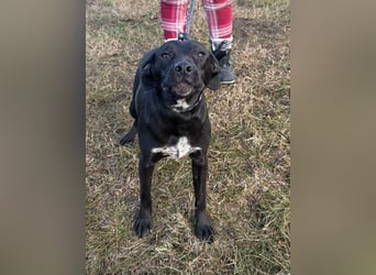 Hetty, geb. 01.2025 sucht ihre Menschen