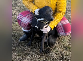 Hella, geboren 25.01.2025, 42cm sucht ihr Für-immer-Zuhause