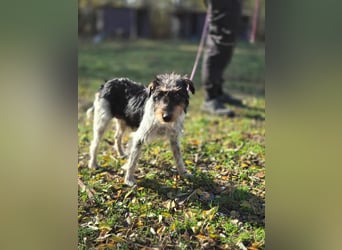 Arda, geboren 01.08.2015, 32cm sucht ihr Zuhause