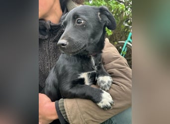 Jack, geboren 03.01.2026, 31cm sucht seine Menschen