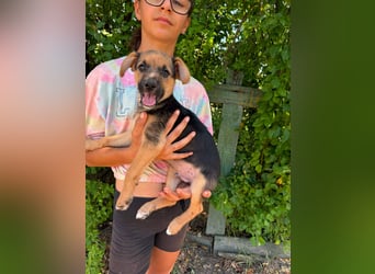 Dark, geboren 25.05.2026, 29cm sucht seine Menschen