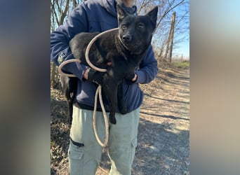 Ajna, geboren 06.2024, 39cm sucht ihr Zuhause