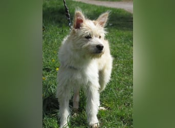 Toni, geboren 01.09.2025, 40cm sucht sein Körbchen