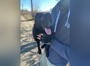 Ajna, geboren 06.2024, 39cm sucht ihr Zuhause