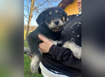 Timon, geb. 12.2025, 35cm sucht seine Abenteurer