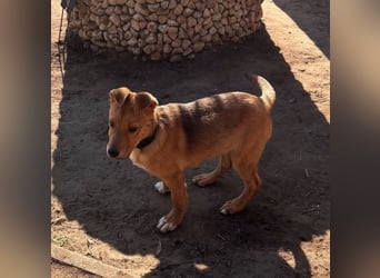 Koda, geboren 01.11.2025, 35cm sucht sein Körbchen