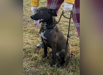 Hetty, geb. 01.2025 sucht ihre Menschen