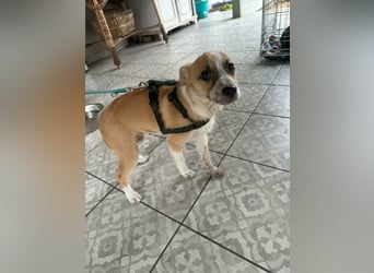 Mandy, geboren 05.11.2025, 35cm sucht ihr Glück