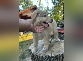 Sari, geboren 25.04.2026, 30cm sucht ihre Familie