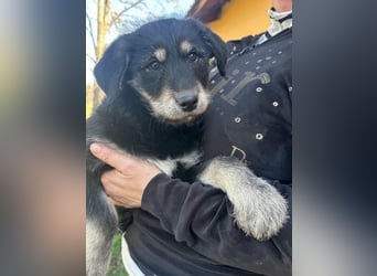 Timon, geb. 12.2025, 35cm sucht seine Abenteurer