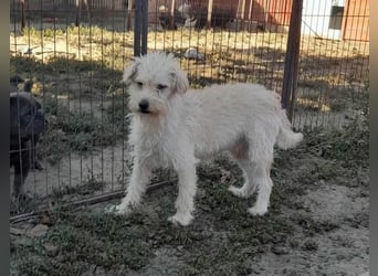 Fredi, 1,5 Jahre, 35cm sucht sein Körbchen