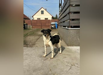 Milo, geboren 21.05.2023, 43cm sucht sein Zuhause (Pflegestelle in Deutschland)