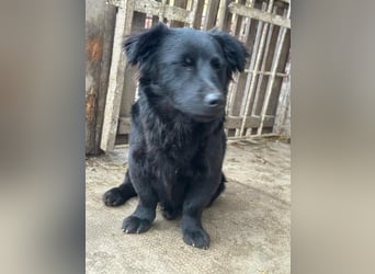 Blacky, geb. 01.04.2025, 40 cm, möchte glücklich werden