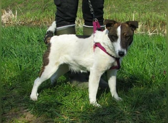 Szamoca, geb. 06/2025, 35 cm, sucht ihre Herzensmenschen