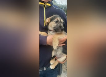 Evita, geboren 19.10.2025, 32cm sucht ihr Glück