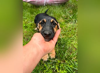 Tilli, geboren 08.02.2026, 26cm sucht ihre Chance