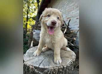 Sari, geboren 25.04.2026, 30cm sucht ihre Familie