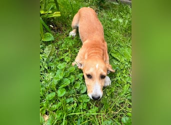 Tammy, geboren 08.02.2026, 27cm sucht ihre Menschen