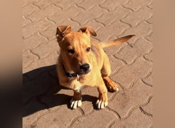 Koda, geboren 01.11.2025, 35cm sucht sein Körbchen