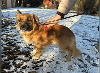 Leo, geboren 12.05.2023, 31cm sucht sein Glück