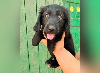 Madox, geboren 04.05.2026, 28cm sucht seine Chance