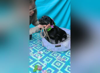 Austin, 2 Jahre sucht sein Körbchen