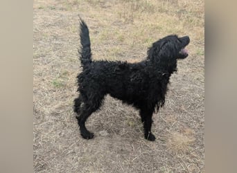 Anka, geboren 01.03.2025, 39cm sucht ihre Chance