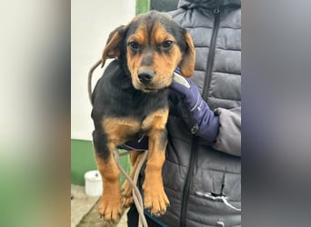 Chris, geboren 26.10.2025, 30cm sucht DICH!