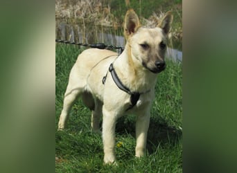 Aron, geboren 01.05.2025, 38cm sucht sein Zuhause