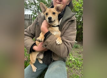 Yoda, geboren 13.01.2026, 26cm sucht sein Zuhause