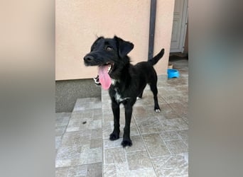 Terka, geboren 01.08.2024, 40cm sucht liebevolles Zuhause