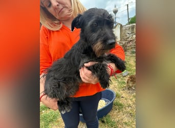 Pixie, geboren 02.11.2025, 33cm sucht ihr Zuhause