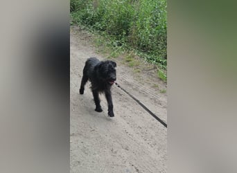 Kuksi, geboren 24.10.2022, 42cm sucht liebevolles Zuhause