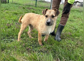 Jerry, geboren 15.07.2024, 42cm sucht sein Körbchen