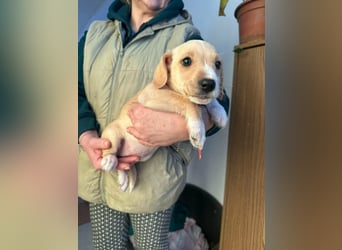 Darla, geboren 10.11.2025, 24cm sucht ihr Zuhause