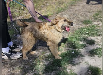 Muffin, geboren 01.07.2025, 41cm sucht ihr Zuhause