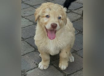 Sari, geboren 25.04.2026, 30cm sucht ihre Familie